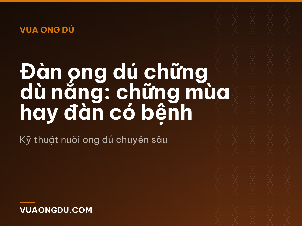 Đàn ong dú chững dù nắng: chững mùa hay đàn có bệnh
