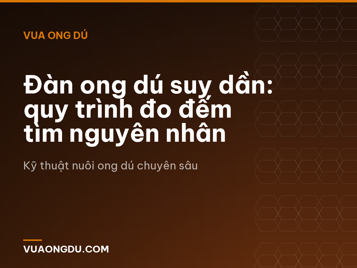 Đàn ong dú suy dần: quy trình đo đếm tìm nguyên nhân