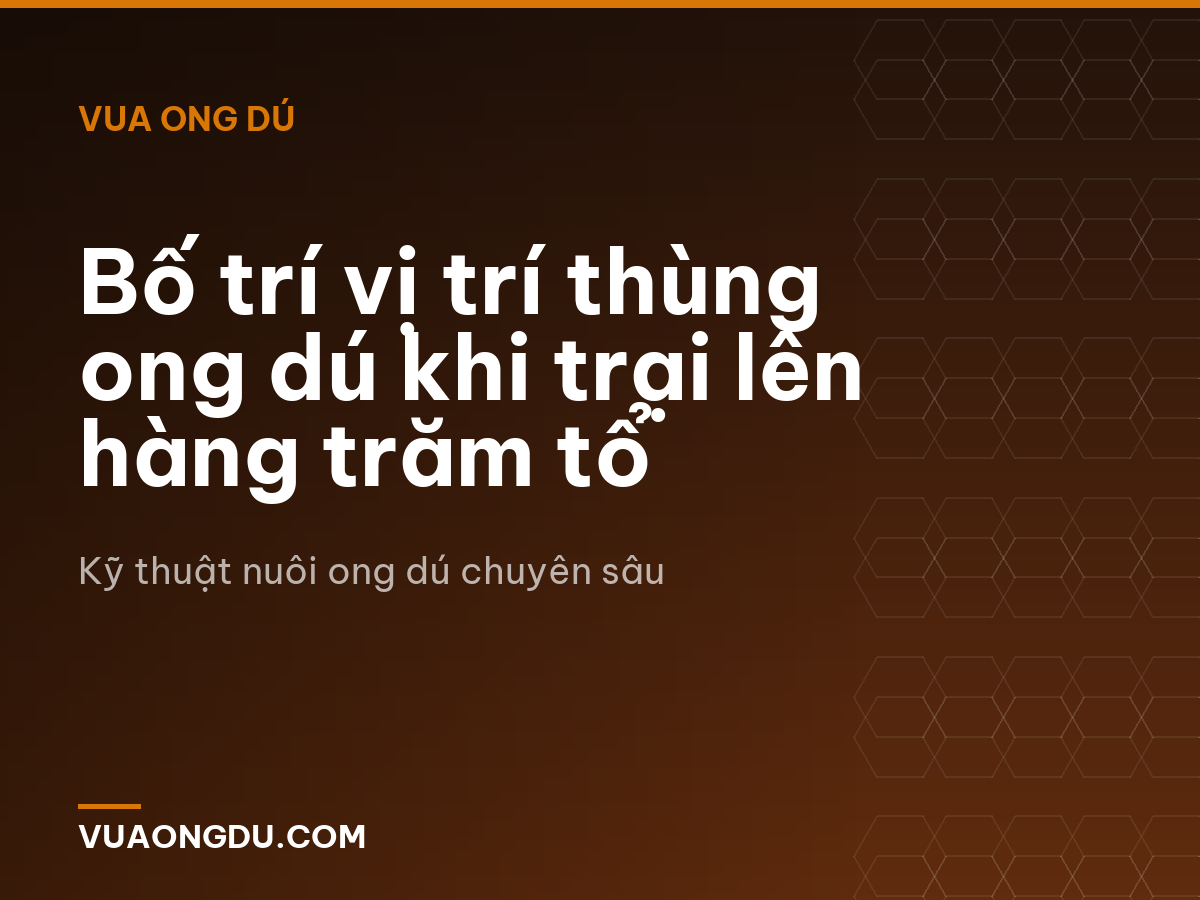 Bố trí vị trí thùng ong dú khi trại lên hàng trăm tổ
