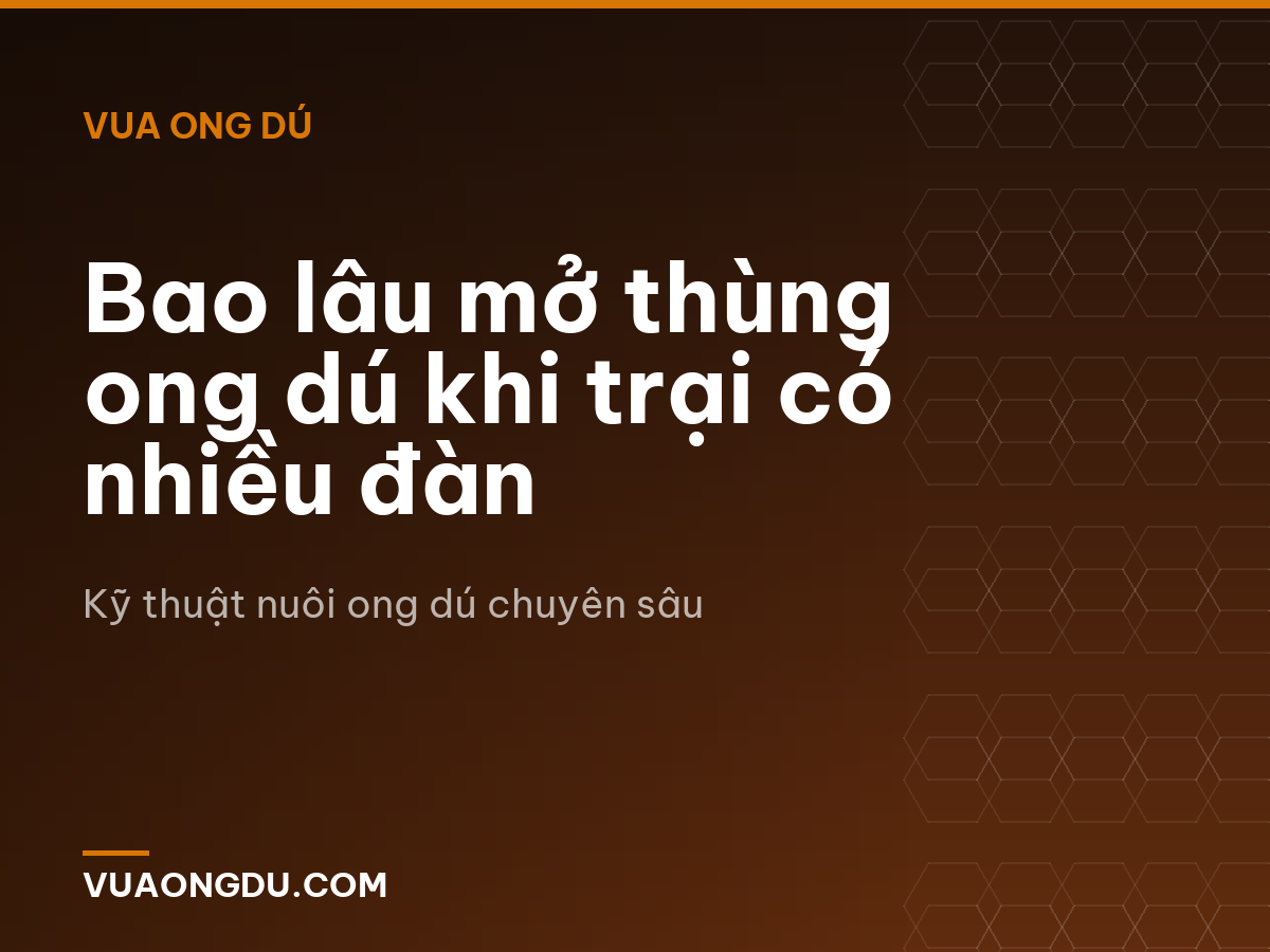 Bao lâu mở thùng ong dú khi trại có nhiều đàn