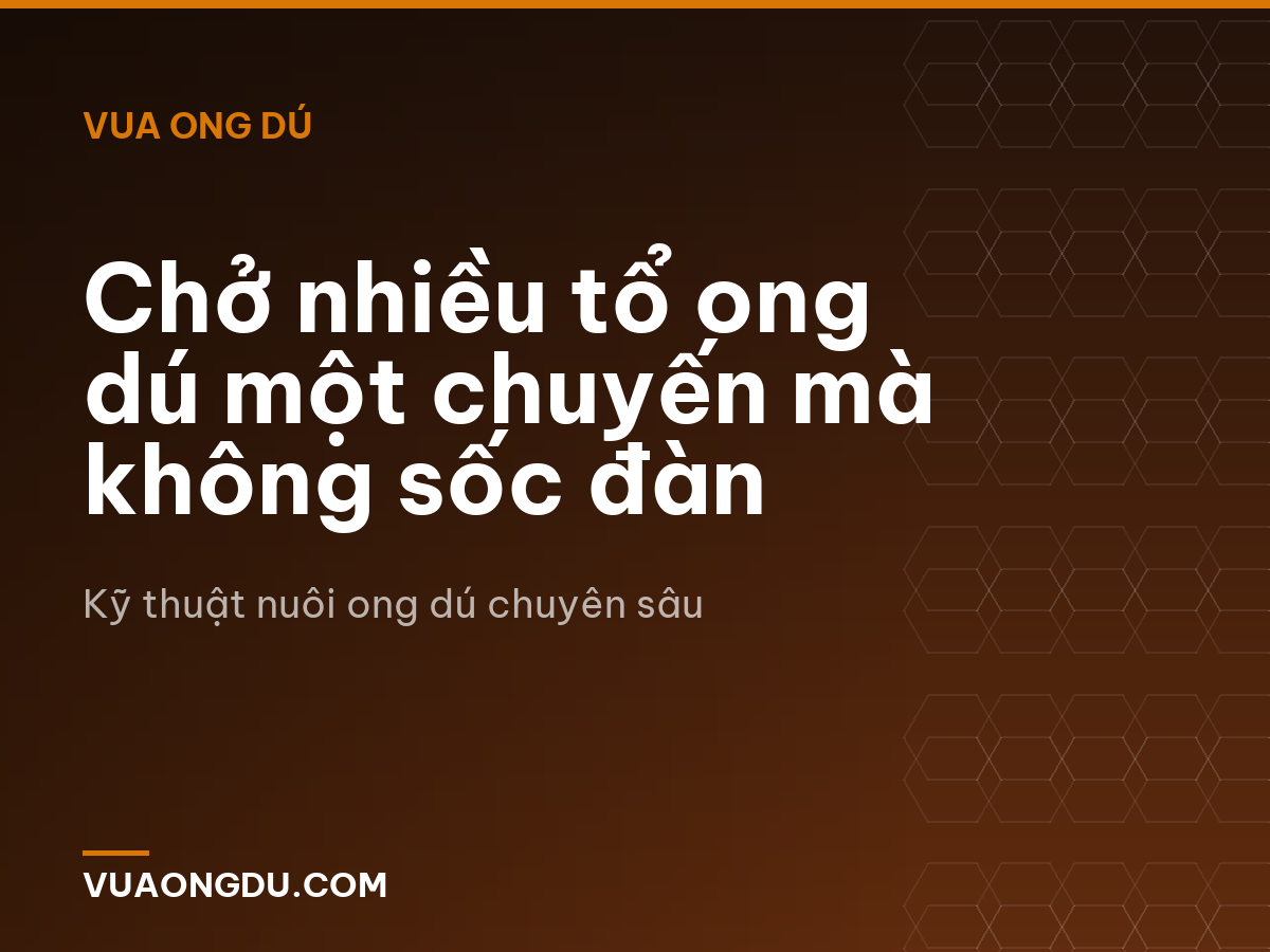 Chở nhiều tổ ong dú một chuyến mà không sốc đàn