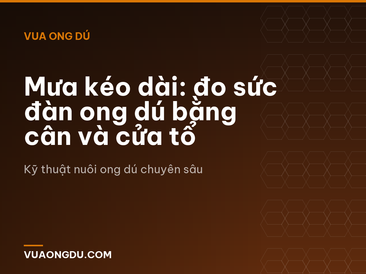 Mưa kéo dài: đo sức đàn ong dú bằng cân và cửa tổ