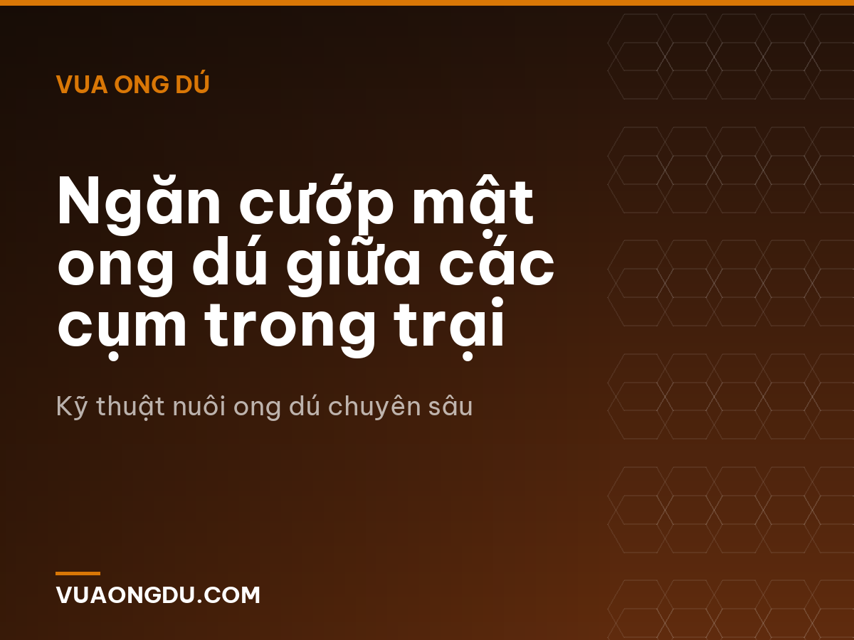 Ngăn cướp mật ong dú giữa các cụm trong trại