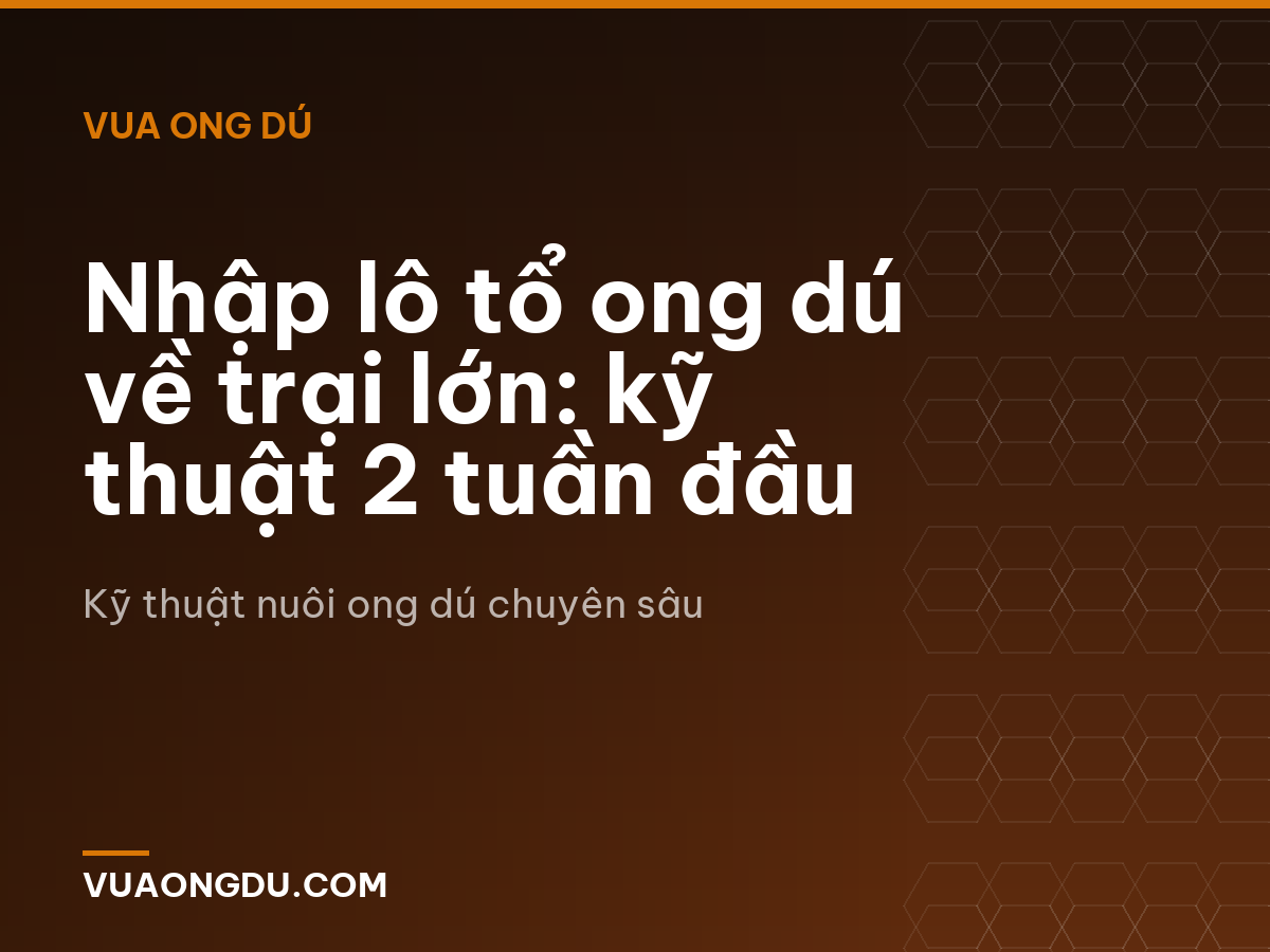 Nhập lô tổ ong dú về trại lớn: kỹ thuật 2 tuần đầu