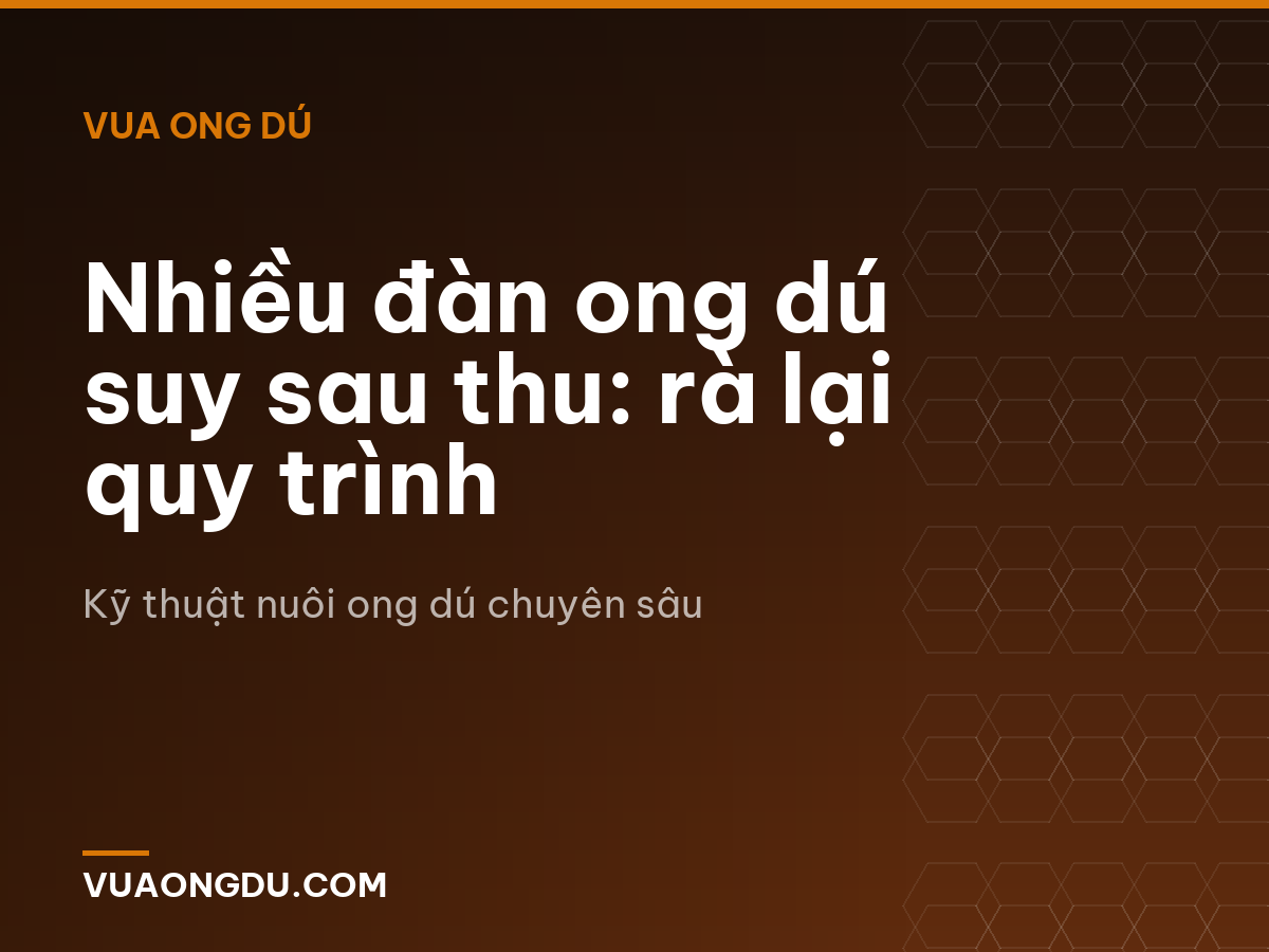 Nhiều đàn ong dú suy sau thu: rà lại quy trình