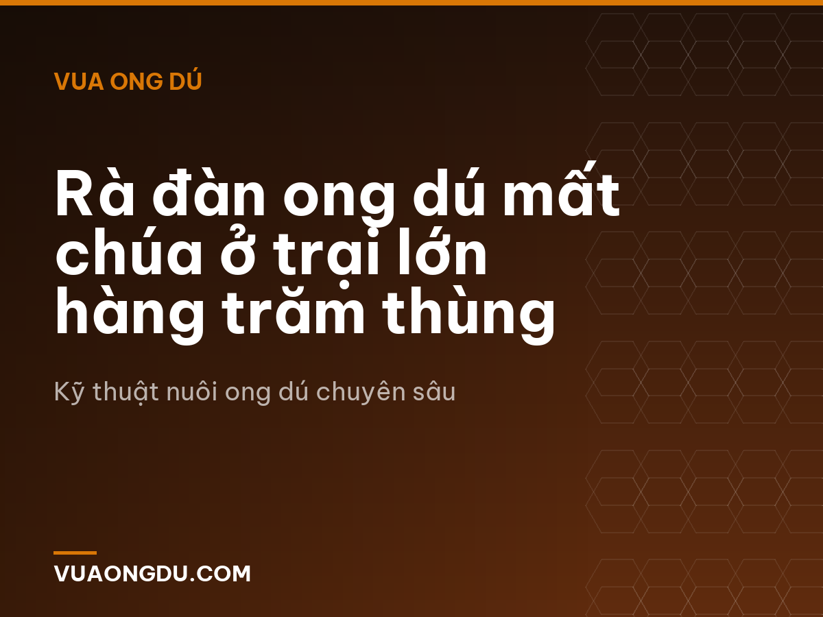 Rà đàn ong dú mất chúa ở trại lớn hàng trăm thùng