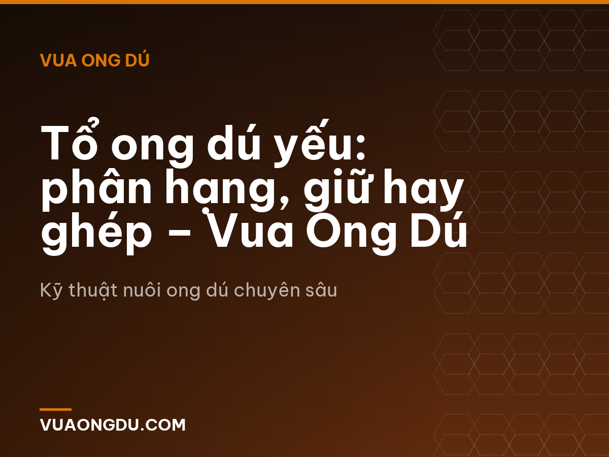 Tổ ong dú yếu: phân hạng, giữ hay ghép – Vua Ong Dú