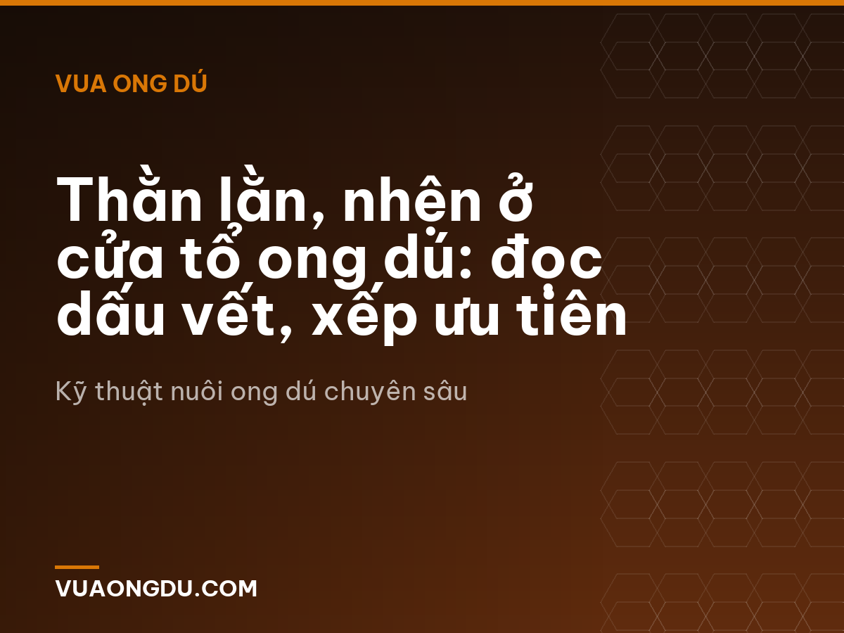 Thằn lằn, nhện ở cửa tổ ong dú: đọc dấu vết, xếp ưu tiên