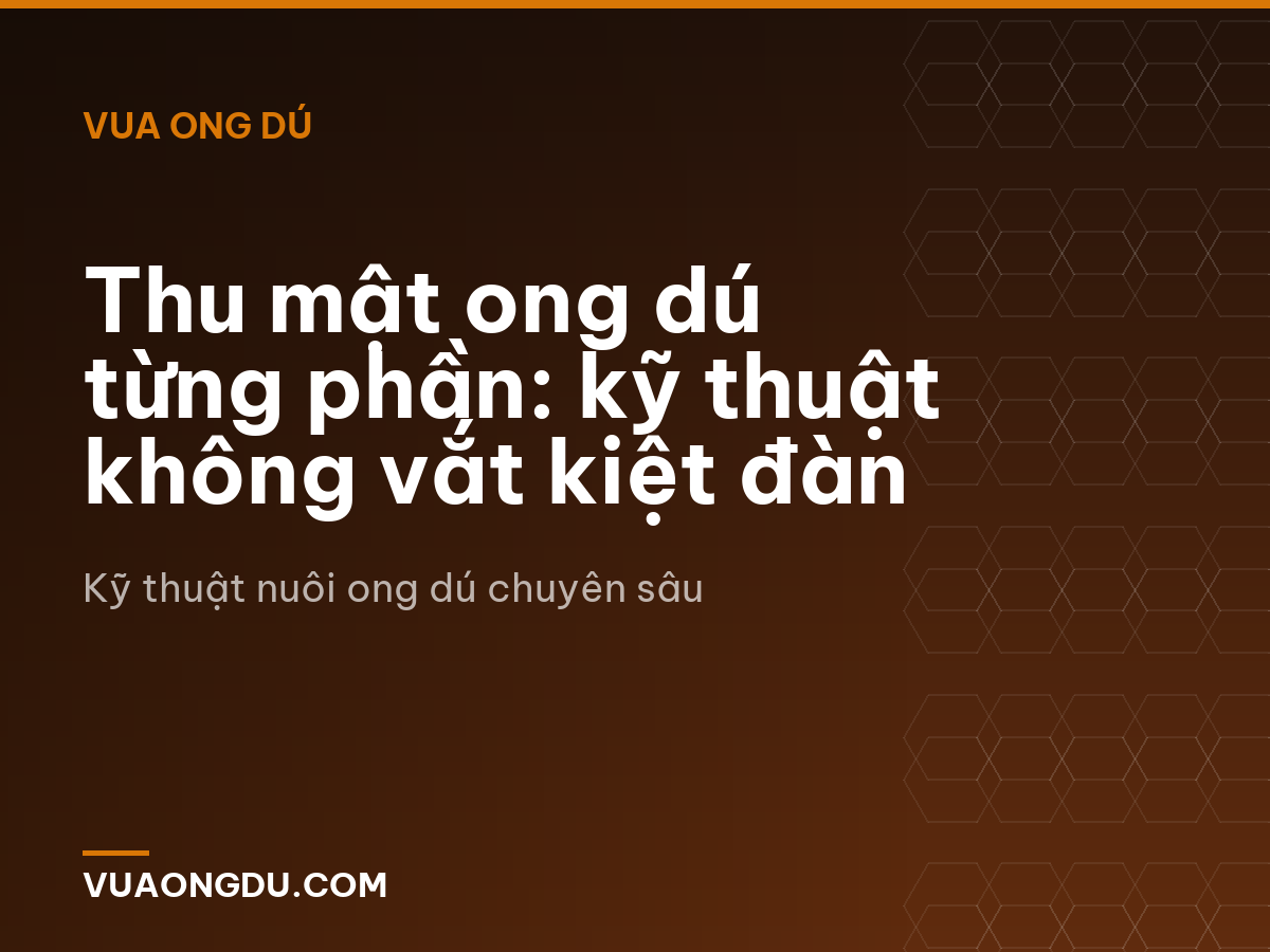 Thu mật ong dú từng phần: kỹ thuật không vắt kiệt đàn