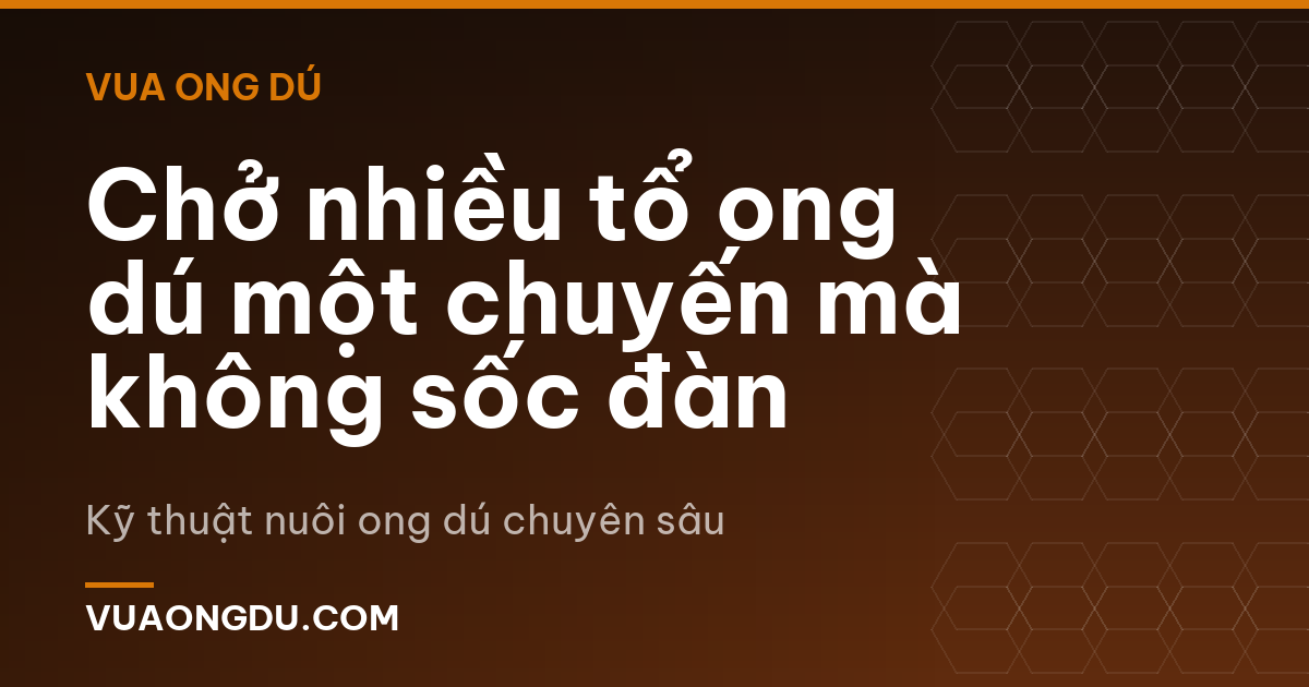 Chở nhiều tổ ong dú một chuyến mà không sốc đàn